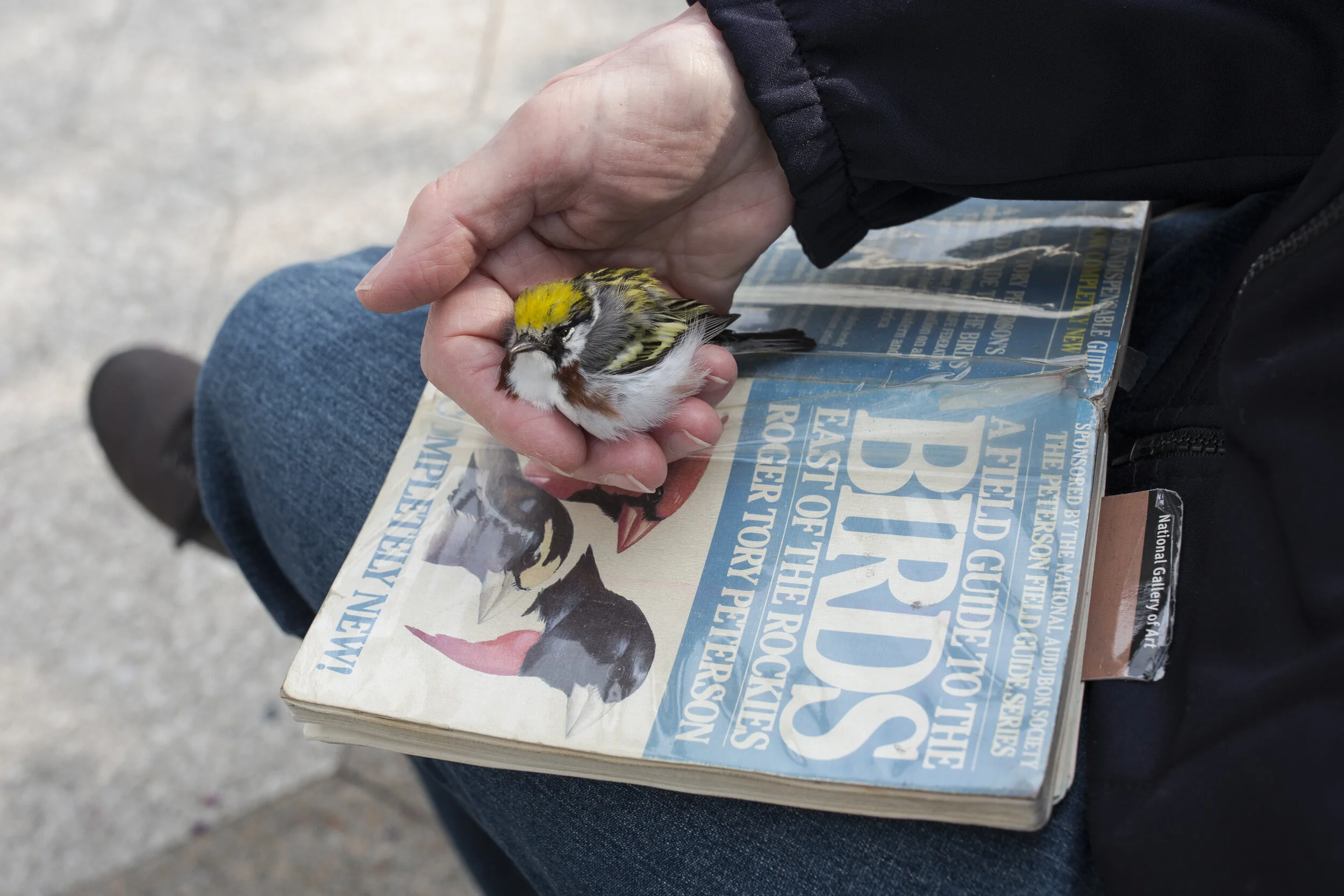 New York City has just become safer for birds!