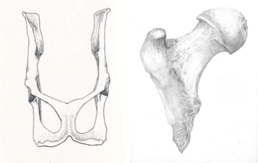 Using scientific art to communicate conservation messages