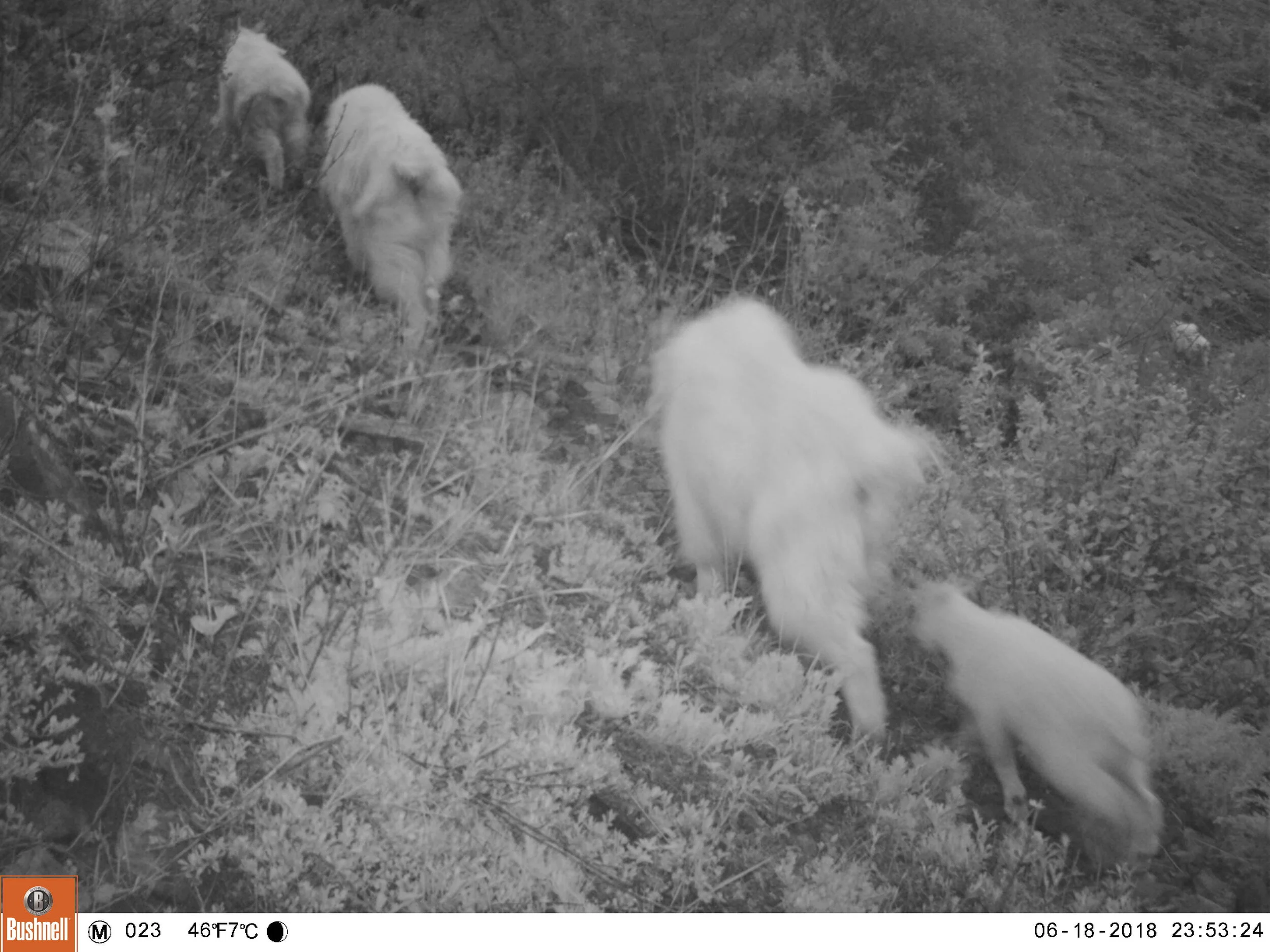 These elusive alpinists drink at night — Part I