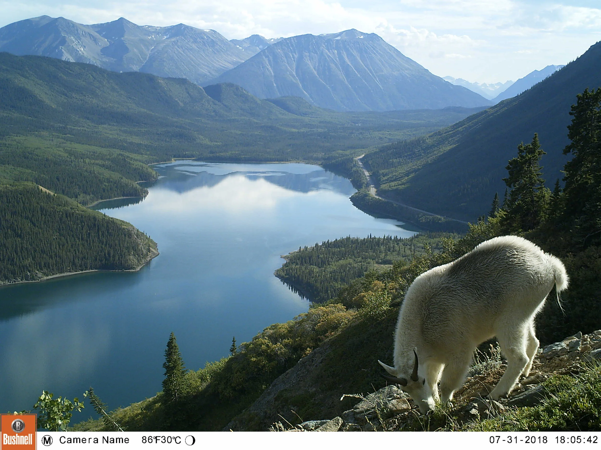 These elusive alpinists drink at night – Part II