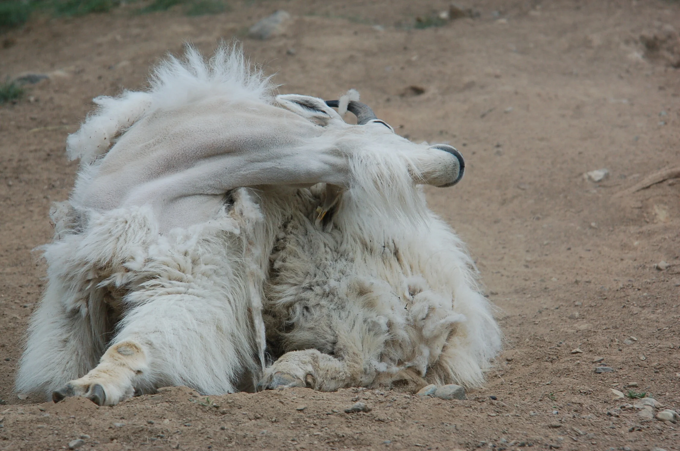 What a warming world might mean for mountain goats in winter coats