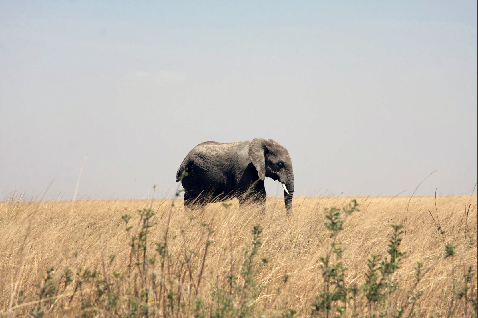 Revisiting History and The Fate of the Elephant: Excerpts from a 1992 Book