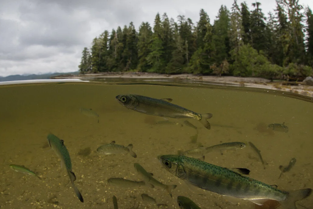 A Pacific salmon hub is under threat