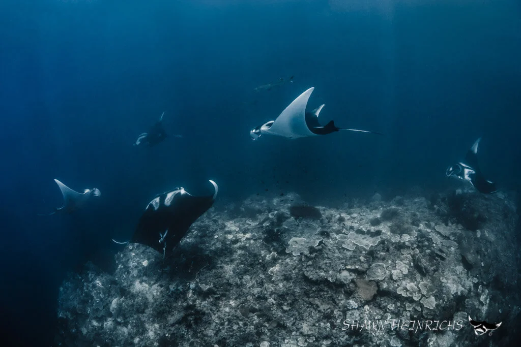 The manta in the mirror