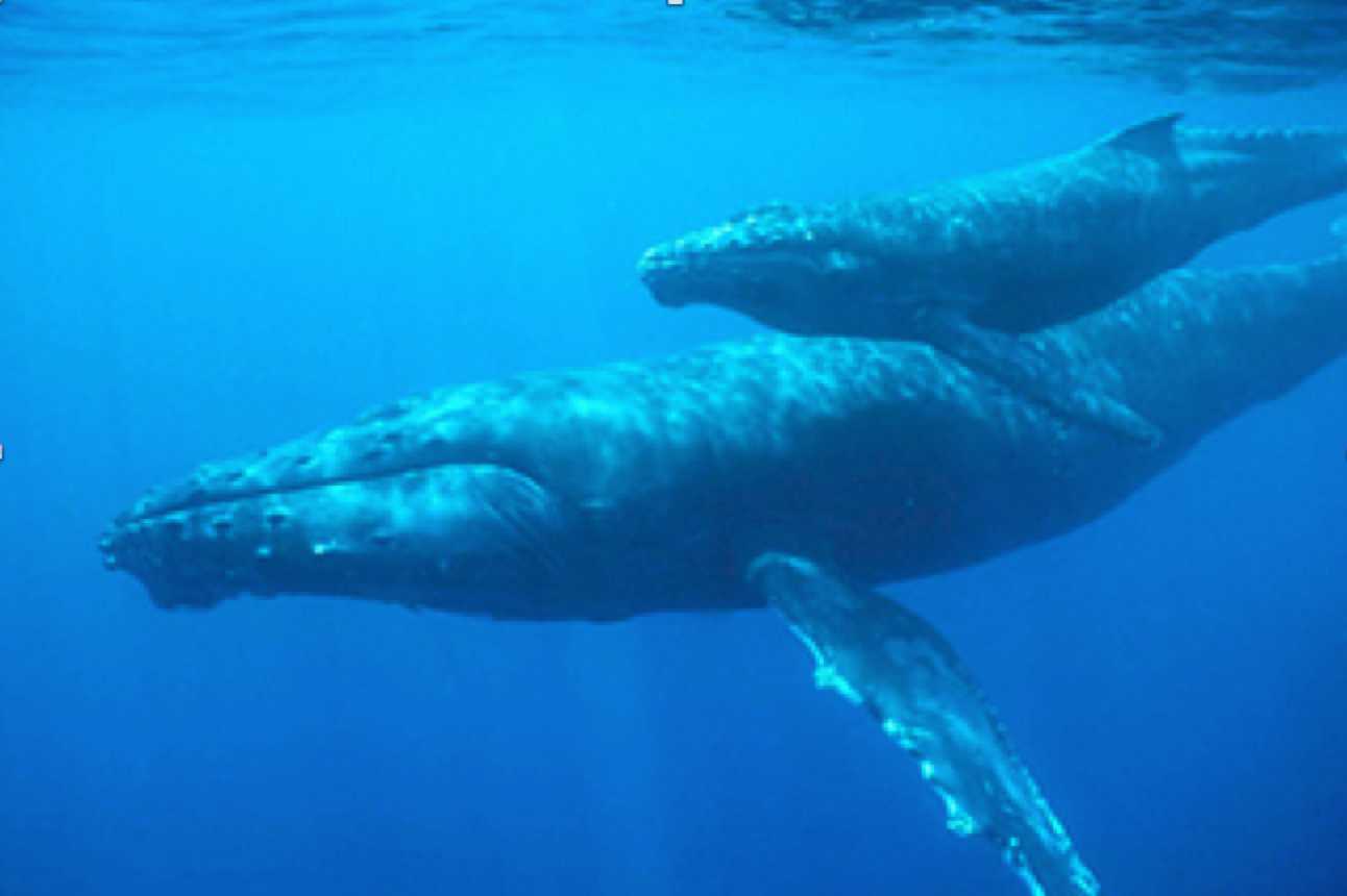 The unseen significance of whales