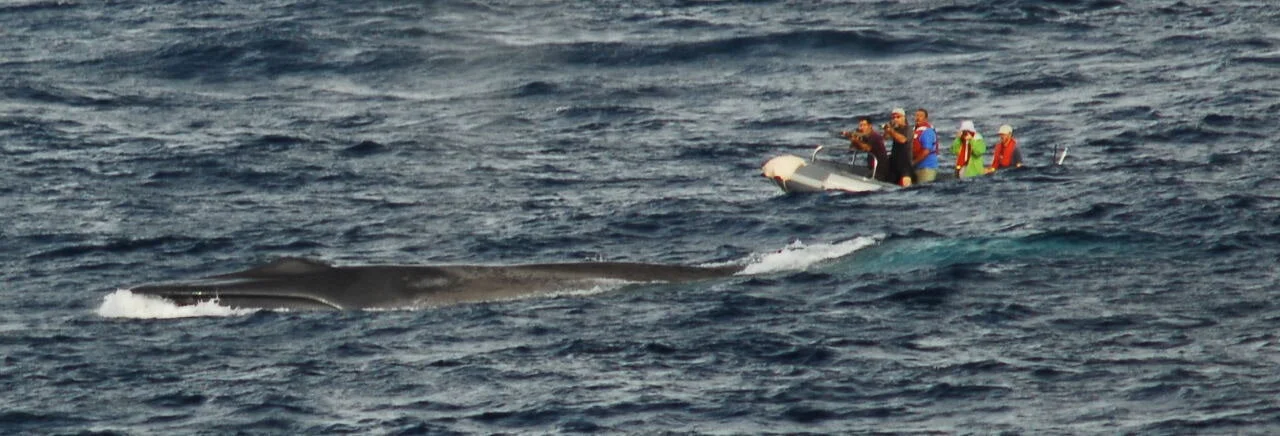 The Safina Center celebrates World Oceans Day