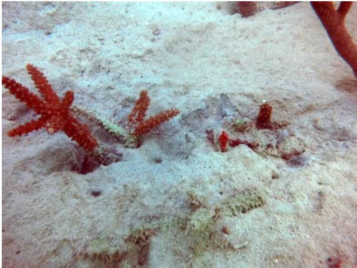 Staghorn coral buried in sediment as a result of Port of Miami dredging operation. Photo: PortMiami