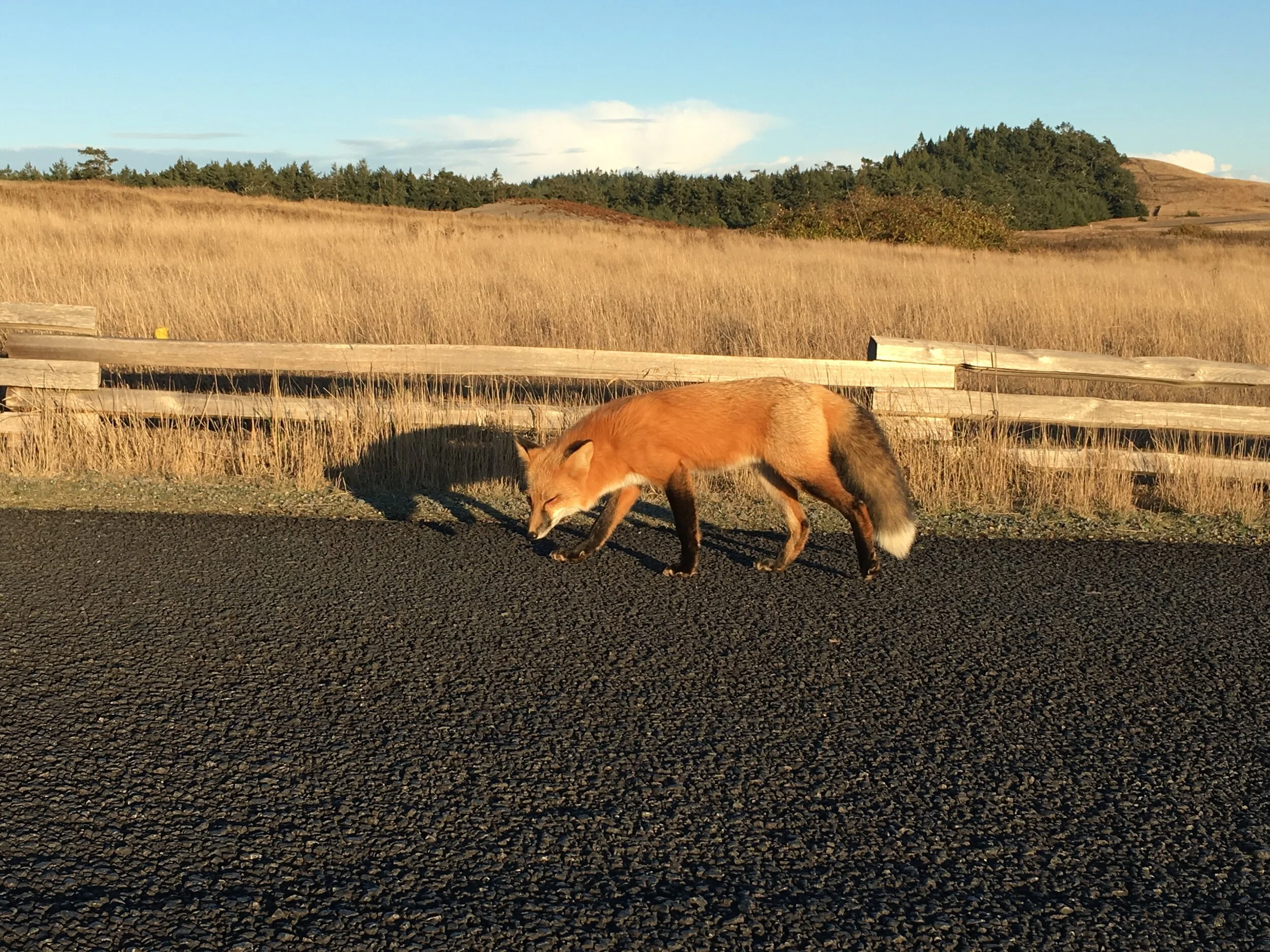 M44 predator-killing devices now banned in Idaho