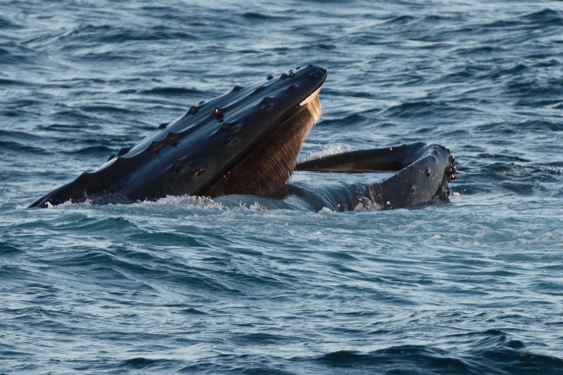 How do humpback whales locate food? Scientists need your help to find out