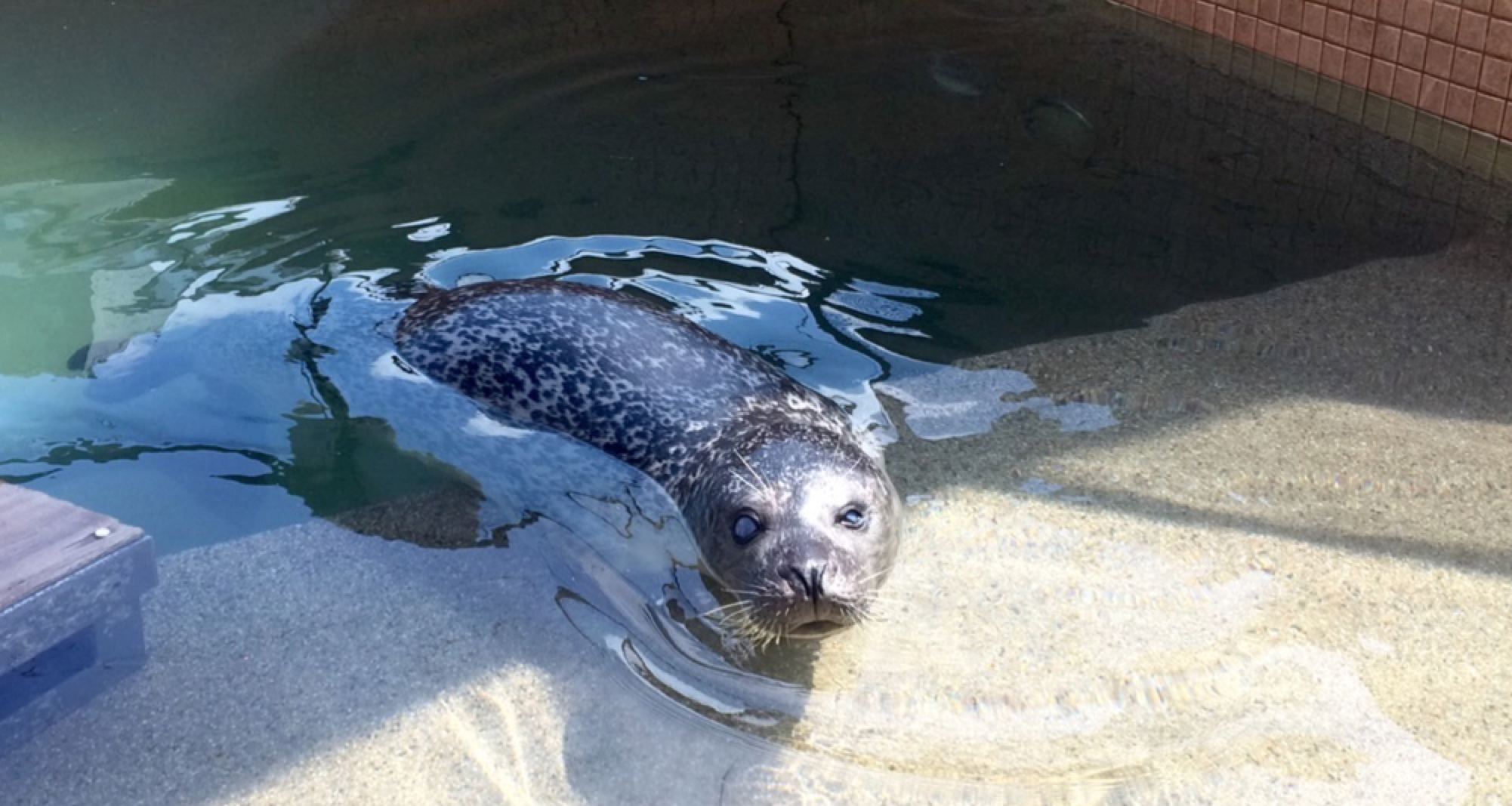 Woods Hole Science Aquarium update: One internship ending, new doors opening