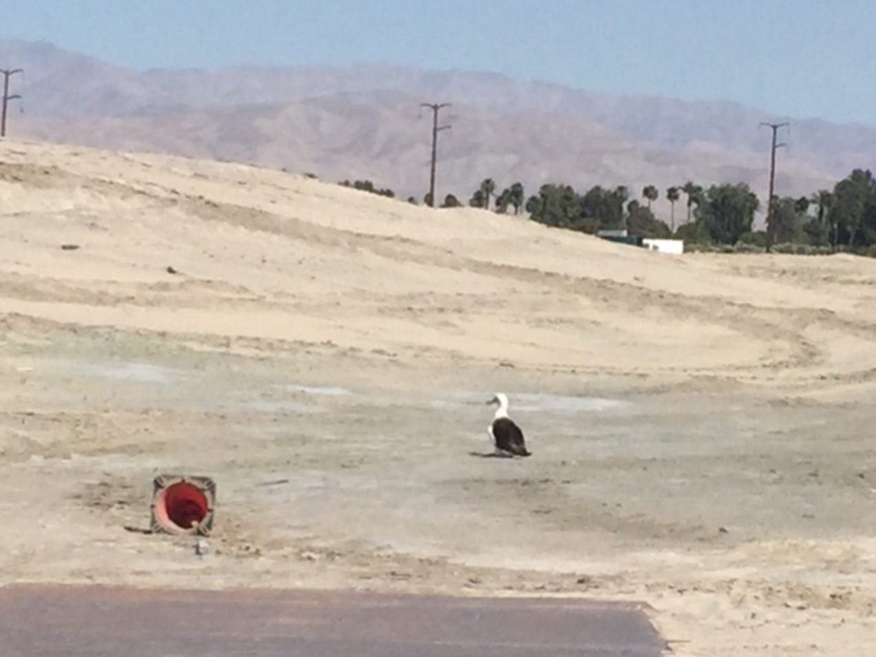 Book saves bird’s life: The story of Albie the Albatross