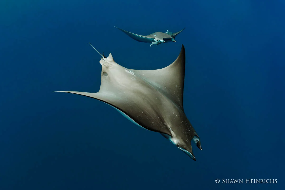 Devil rays in distress: Protecting the “mini mantas”