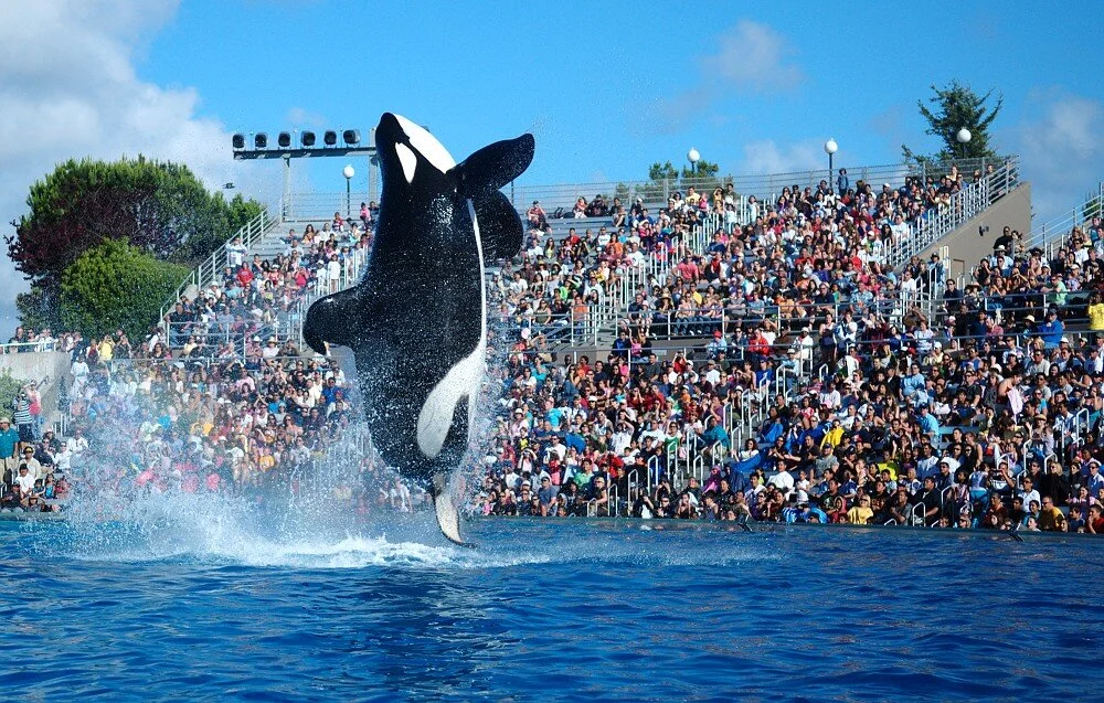 California bans orca breeding and entertainment, SeaWorld feels the bite of public opinion