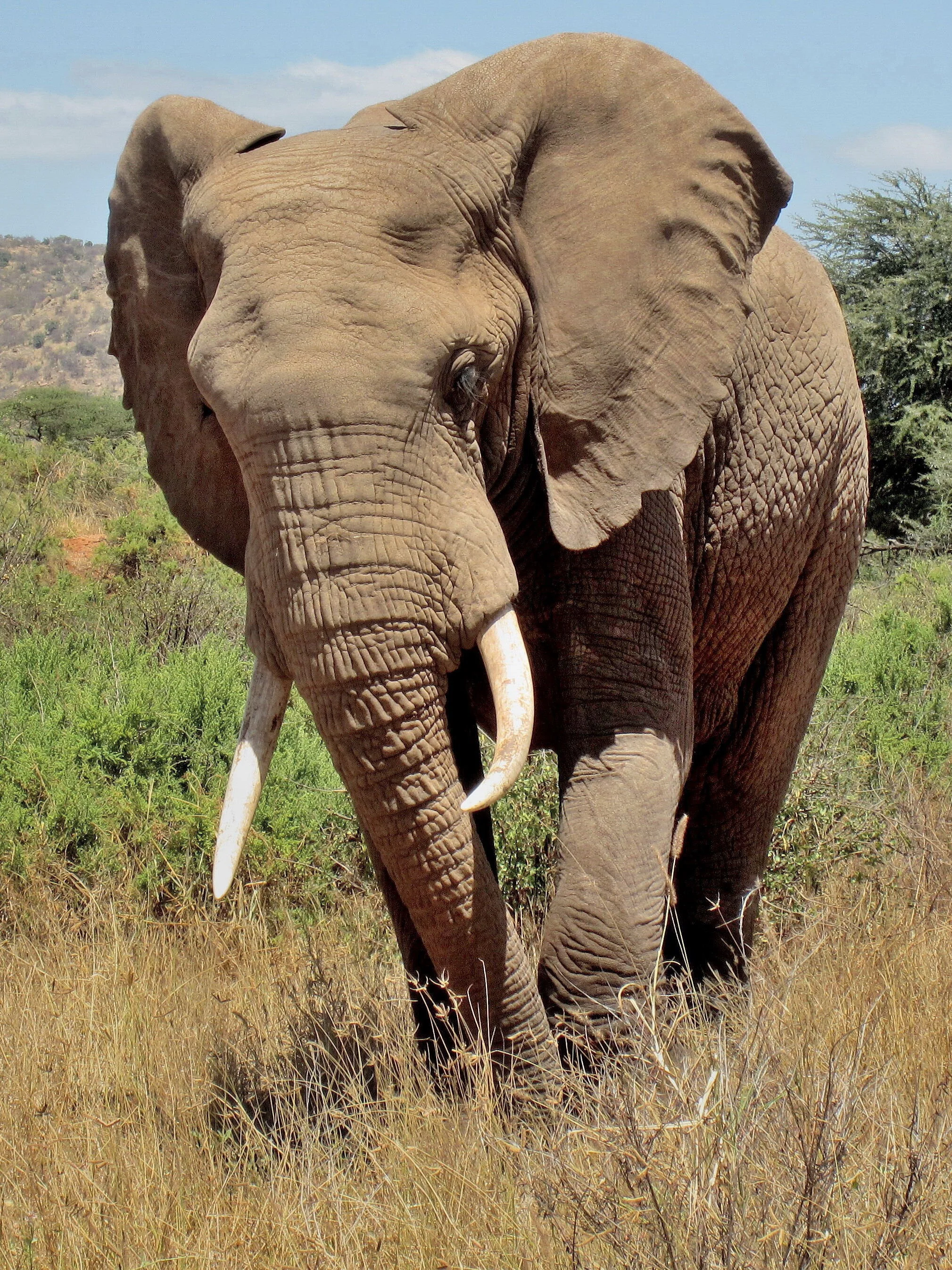 World body that could protect elephants—decides not to