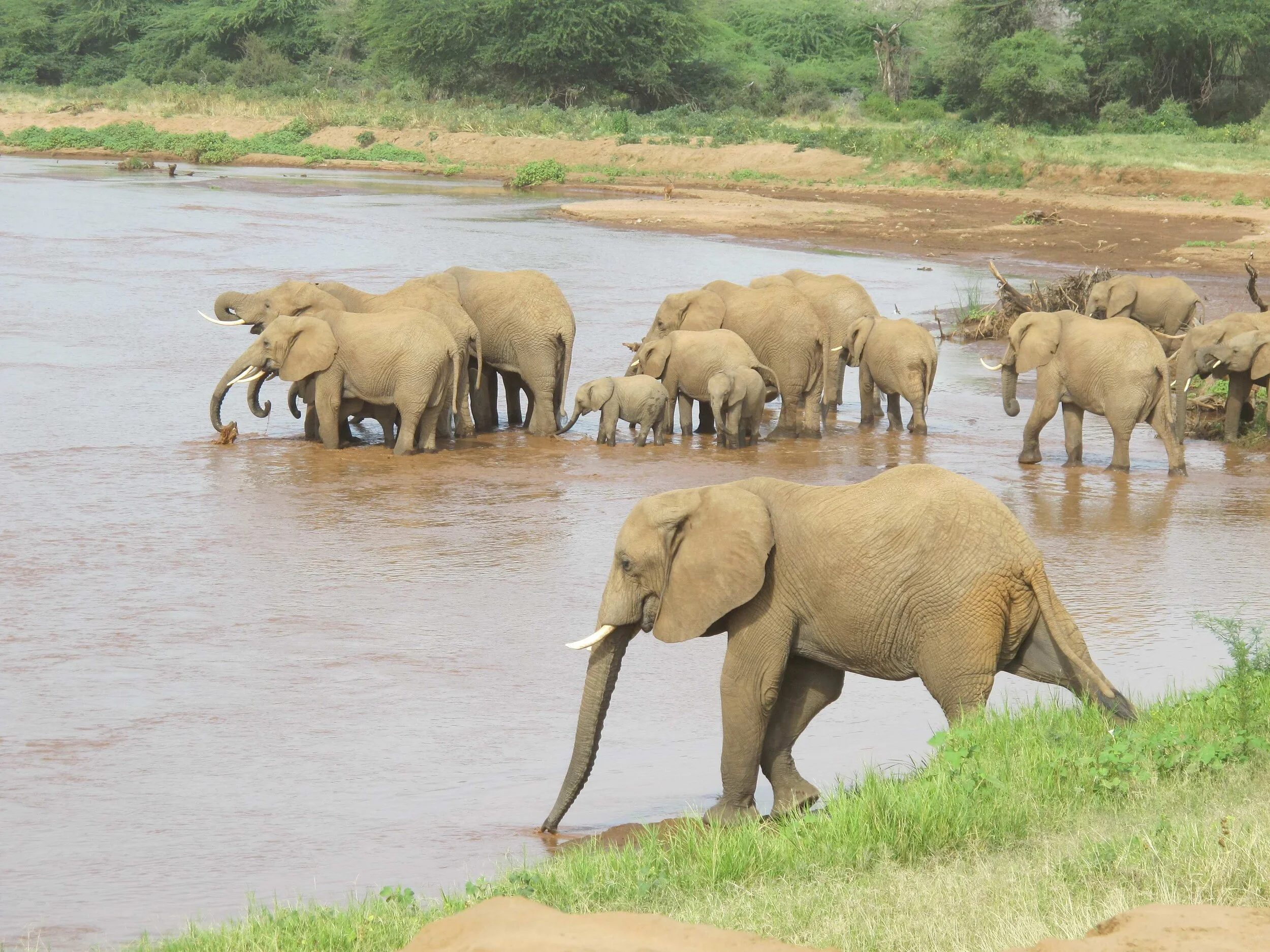 China bans ivory, offering new hope for elephants