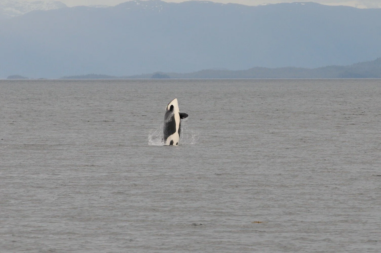 Southern Resident killer whale population is running out of salmon, running out of time