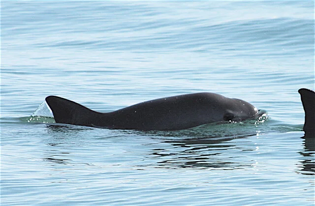 The vulnerable vaquita: Immediate action needed to save critically endangered porpoise