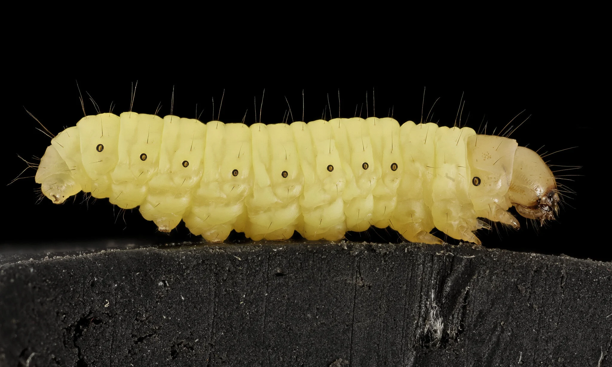 Scientists discover the secret to breaking down plastic: Beeswax-eating worms