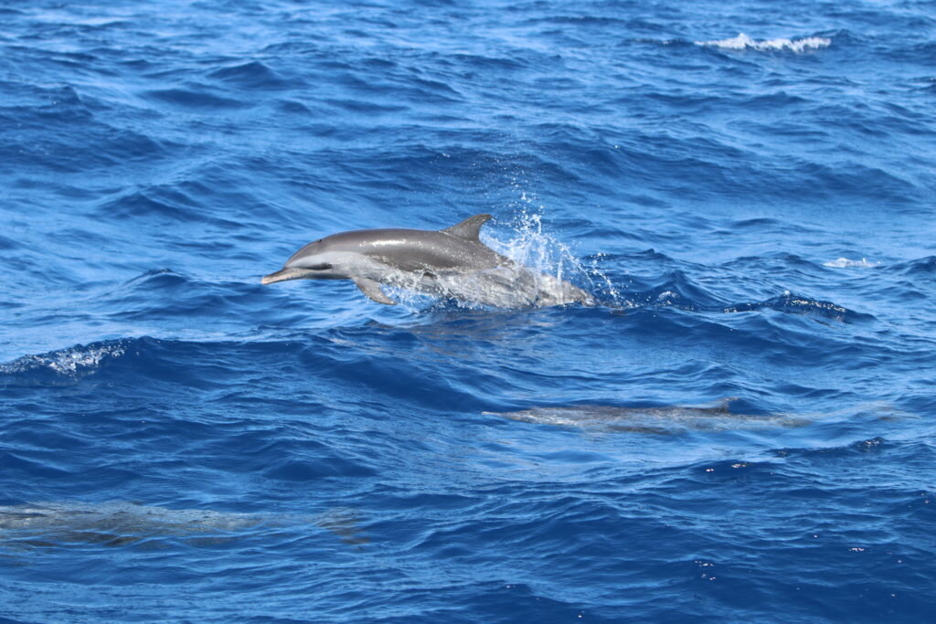 The bird and the dolphins