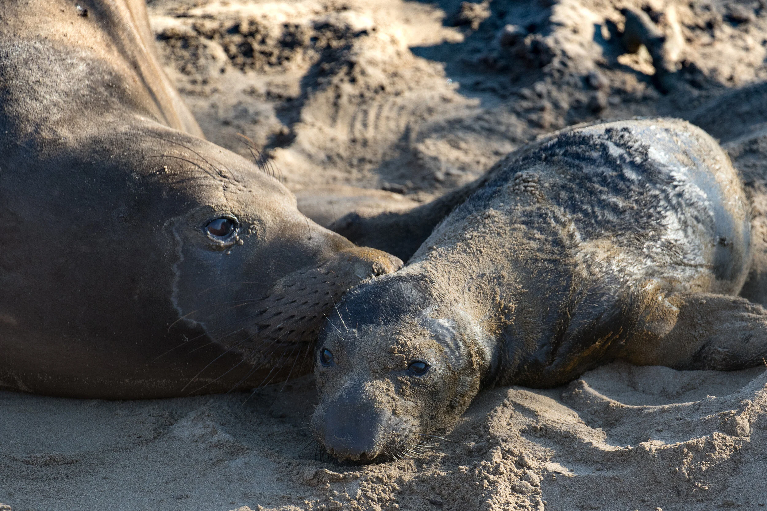 An elephant seal enters the world: Capturing a rare and beautiful moment in words and on camera