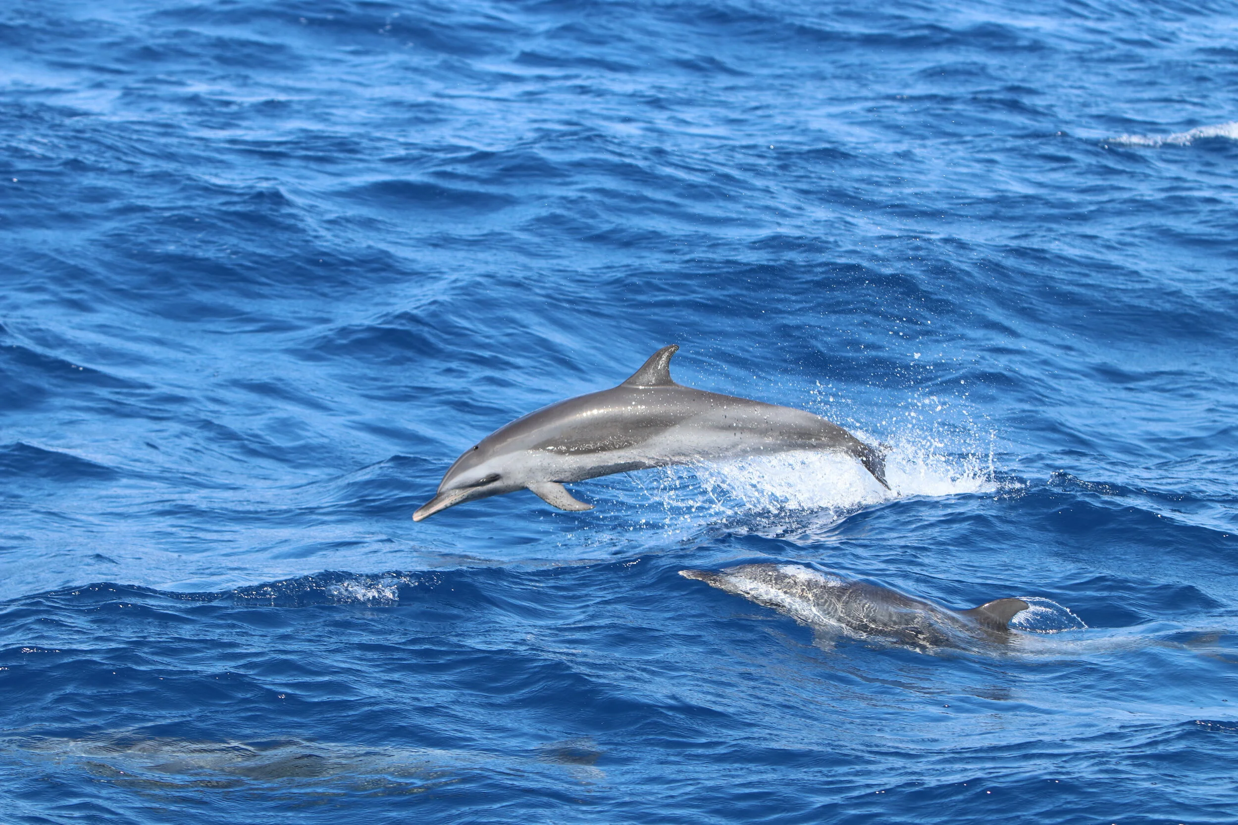 Notes from the Field: The Bird and the Dolphins