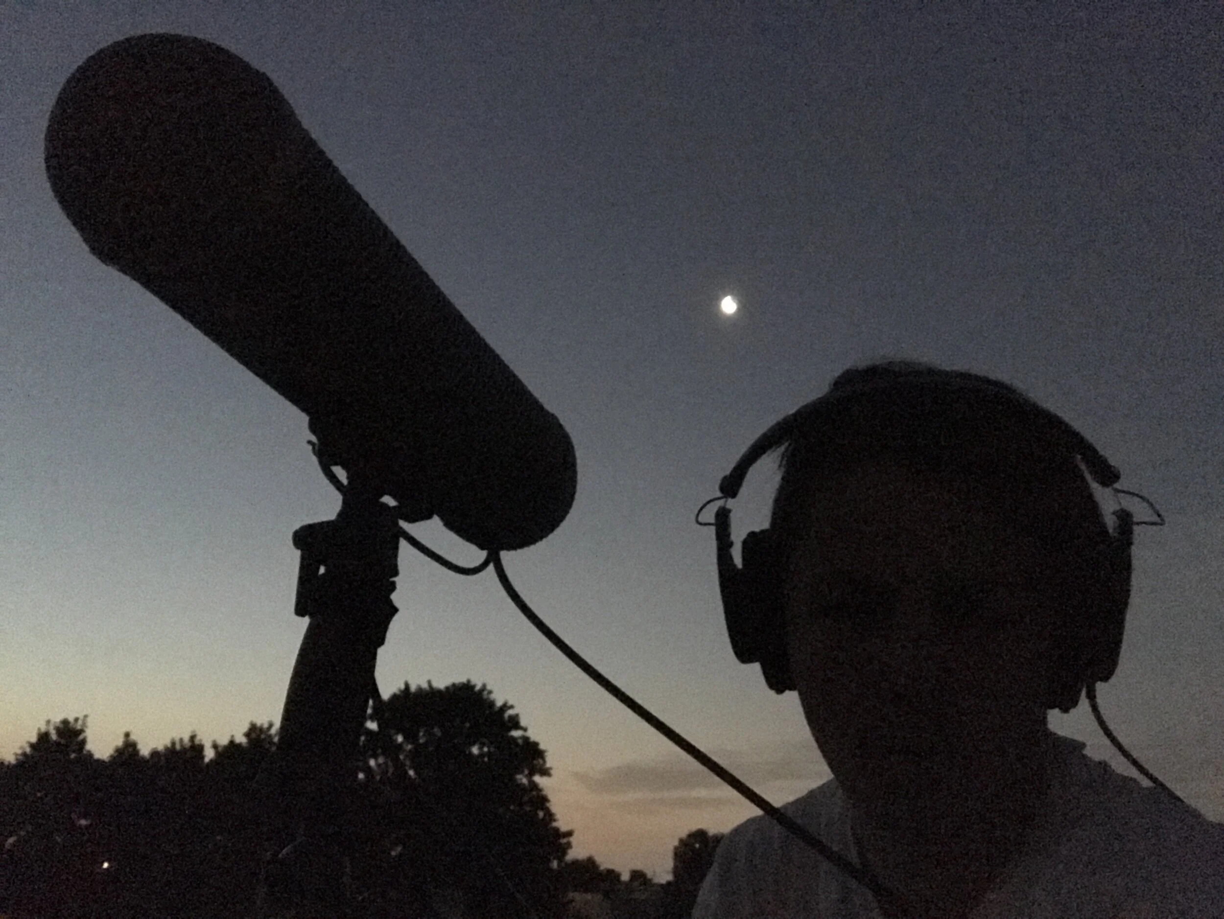 Searching for Dawn Choruses in New York City