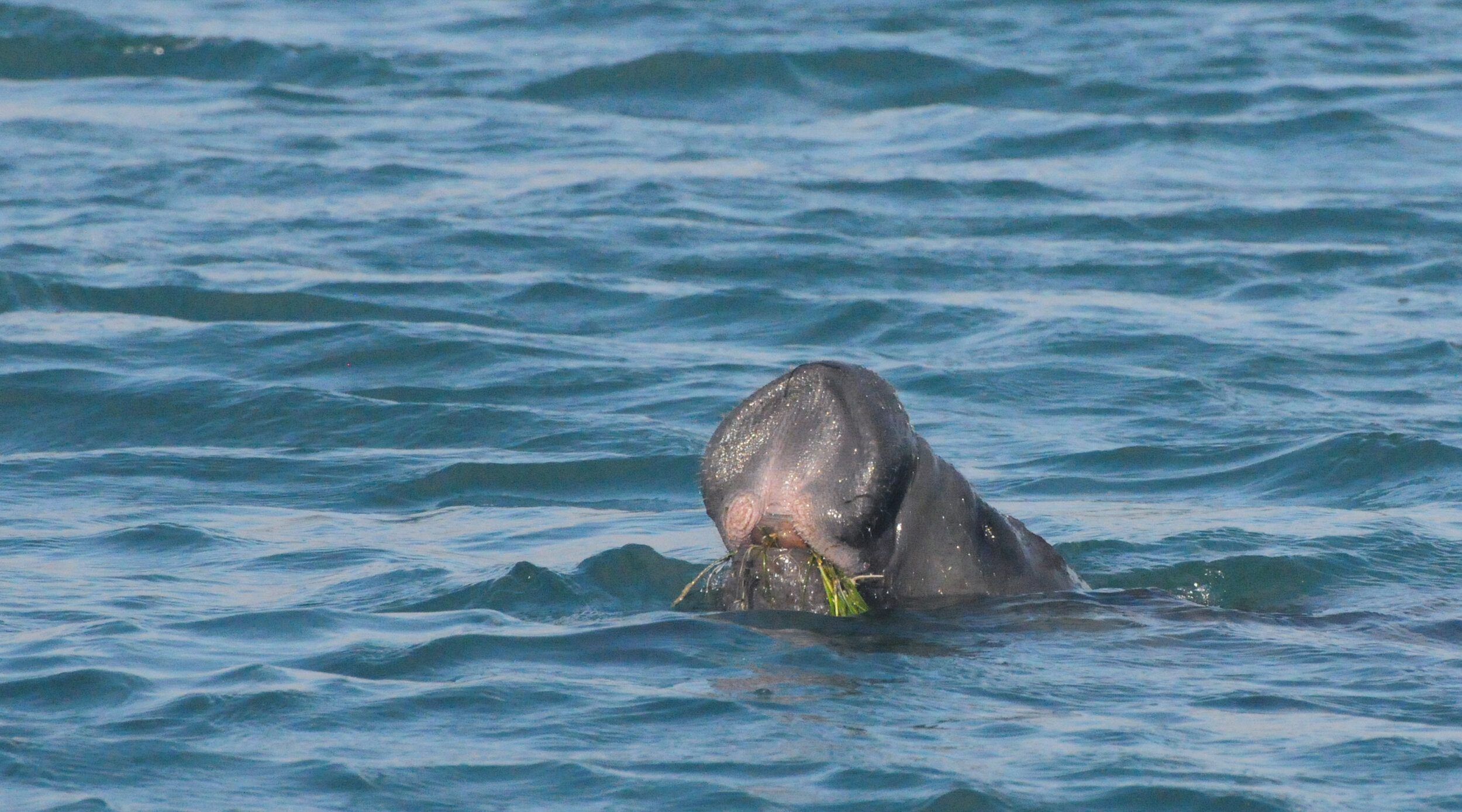 Swimming with Manatees