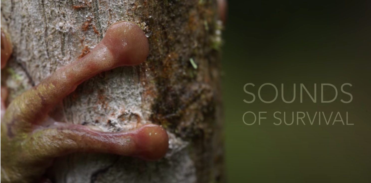 Discovering A New Sound in the Cloud Forests of Honduras