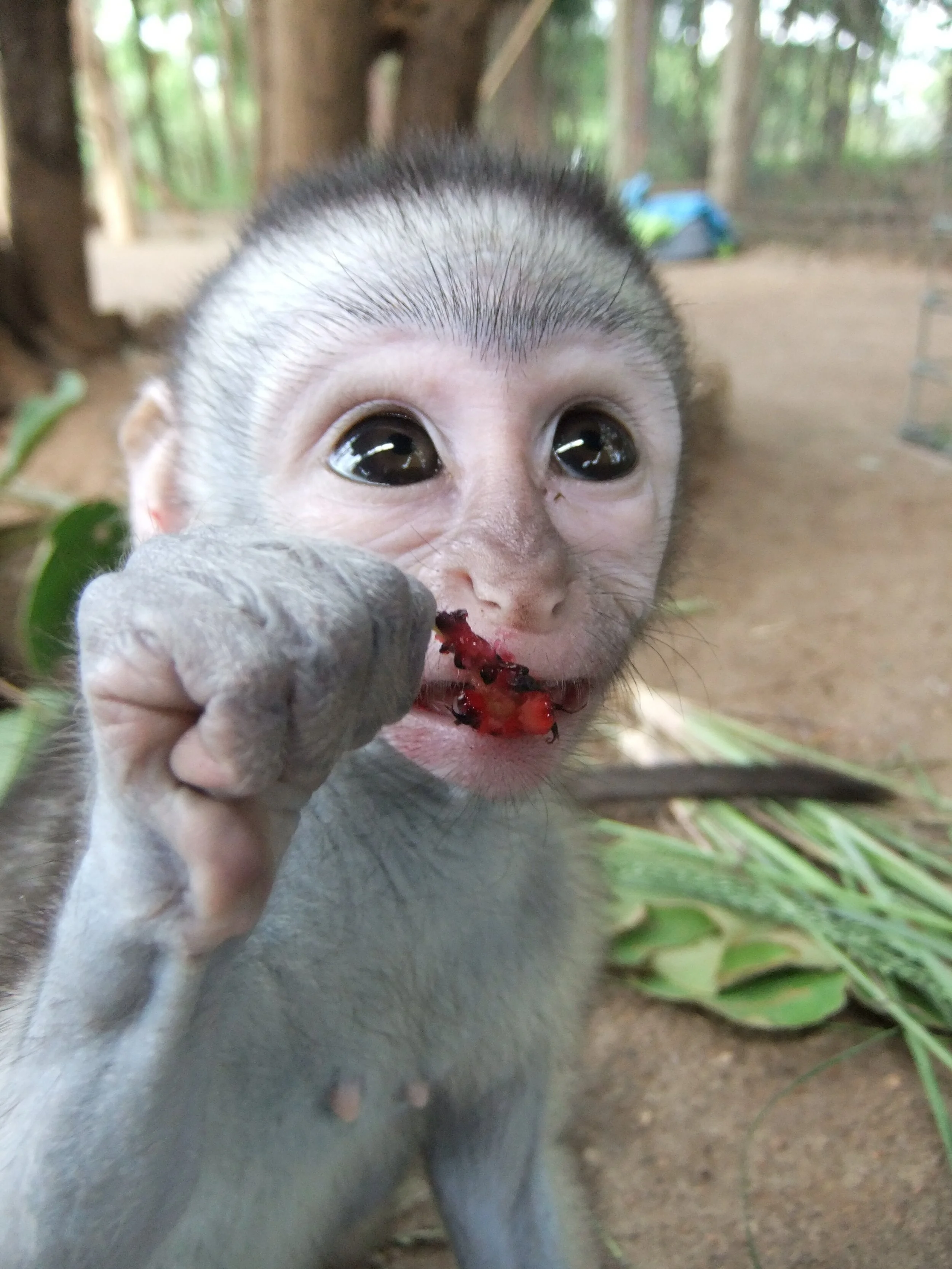 Foster monkey moms: A second chance for orphans — The Safina Center