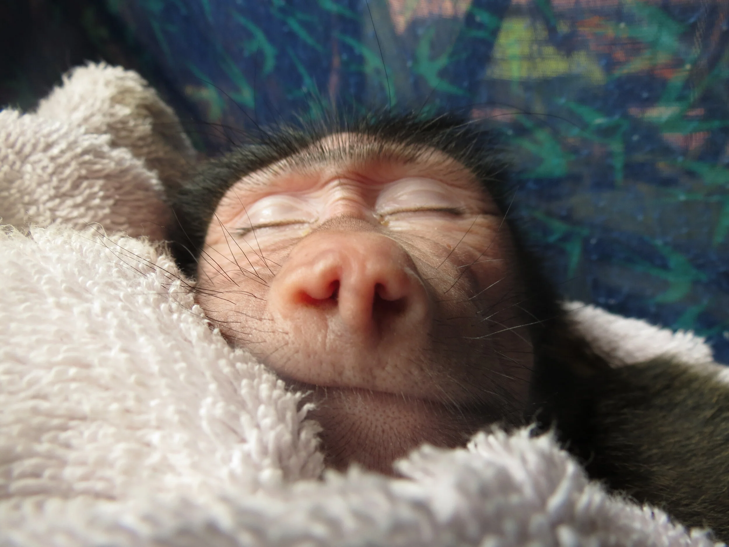 The days of Sunshine: Raising an orphaned baboon in Africa