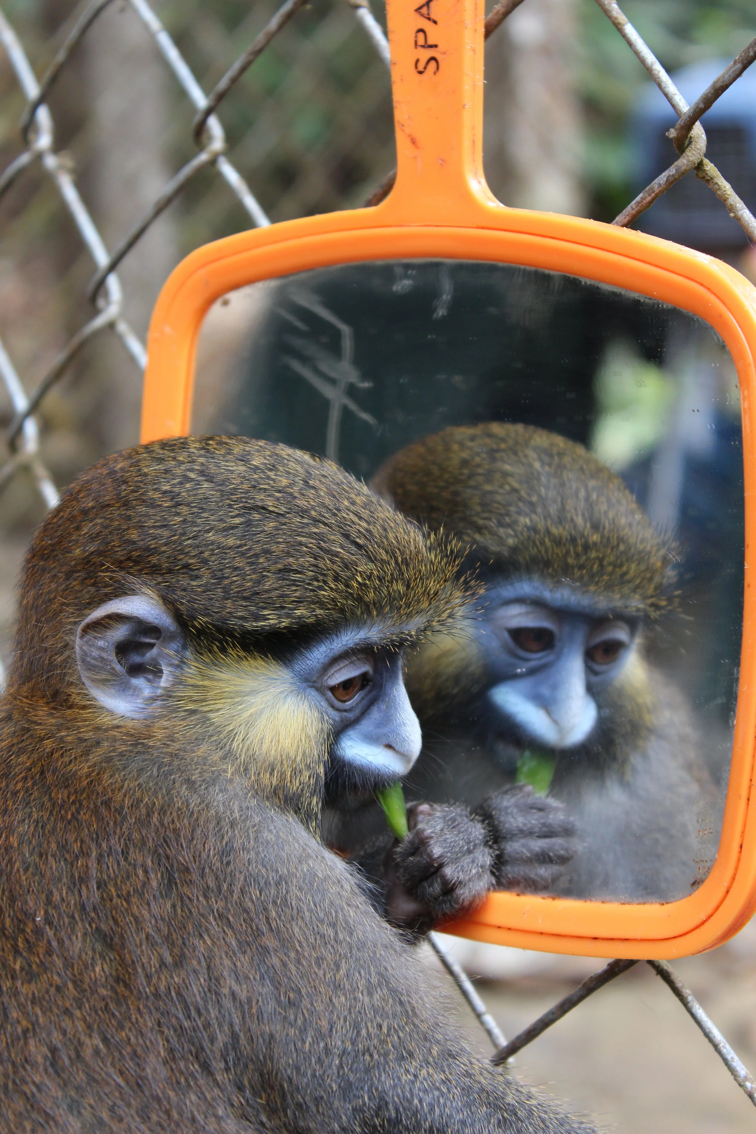 Musings on the Forest Dwellers