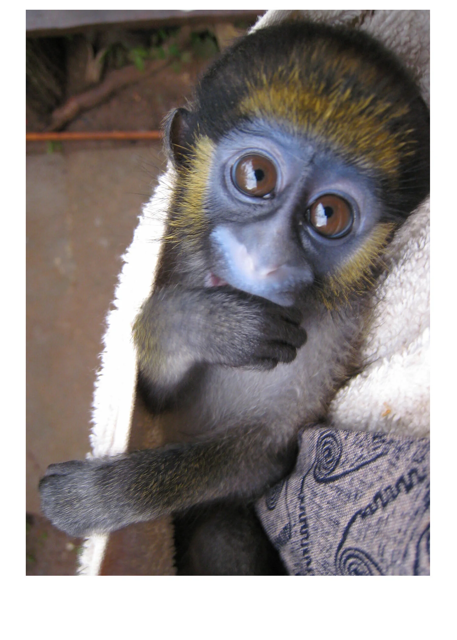 We Must Give a Voice to Abused and Abandoned Primates