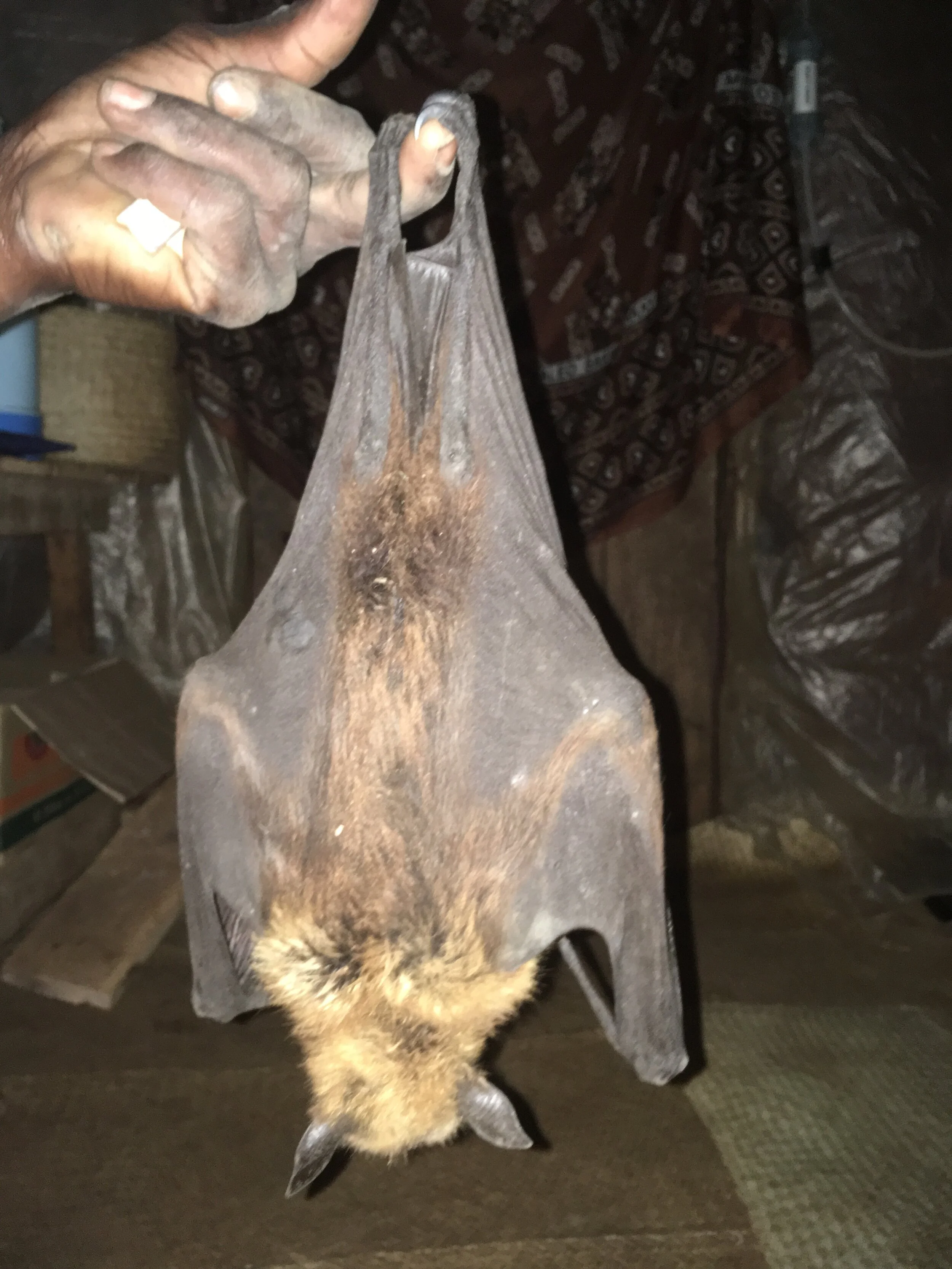 Zoonotic Disease on Our Doorsteps: Why COVID-19 has reminded us that wildlife conservation is more important than ever