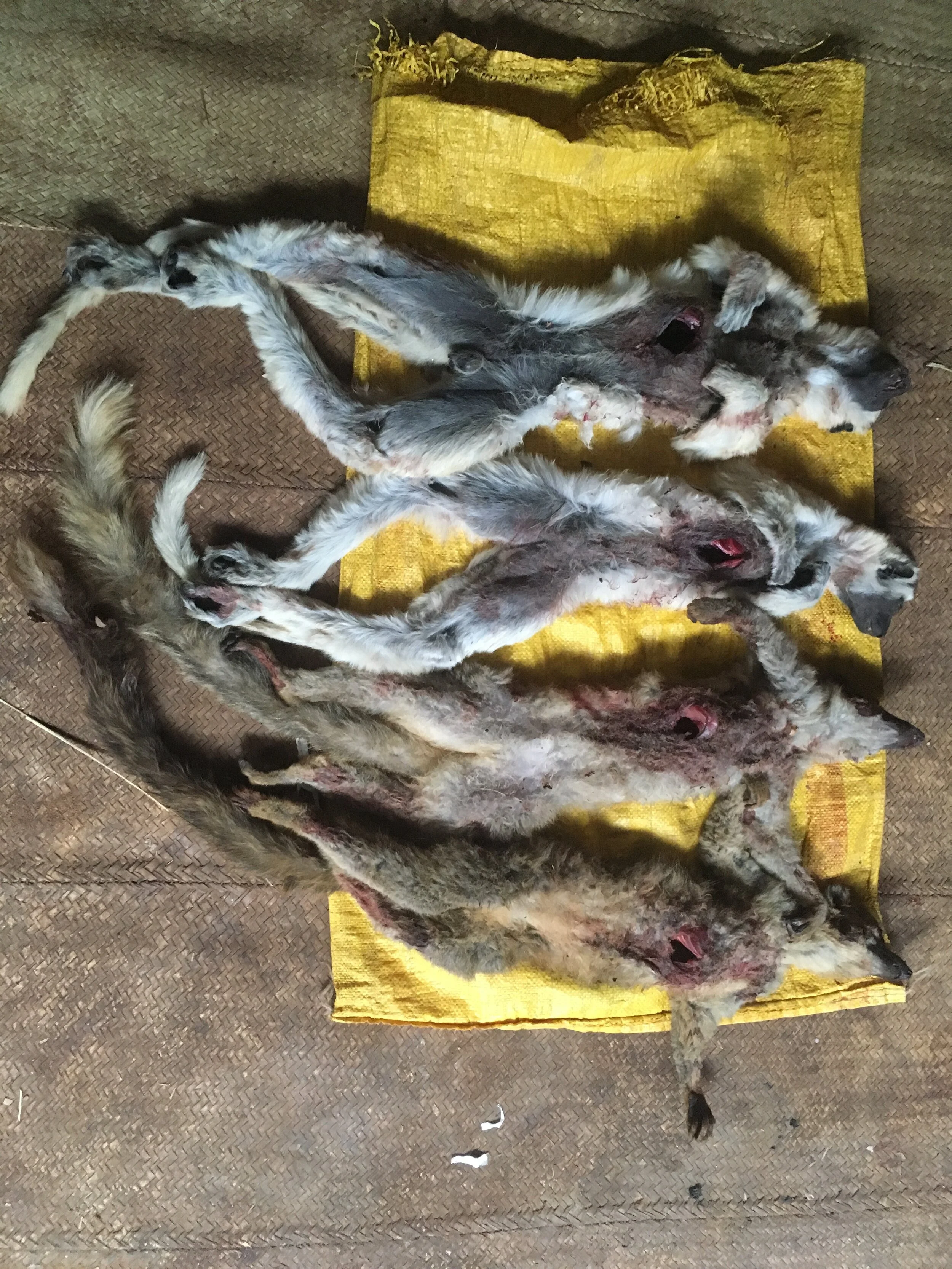 Treating the Symptoms, Not the Disease: Why Funding Bushmeat Research is Vital for Our Own Health