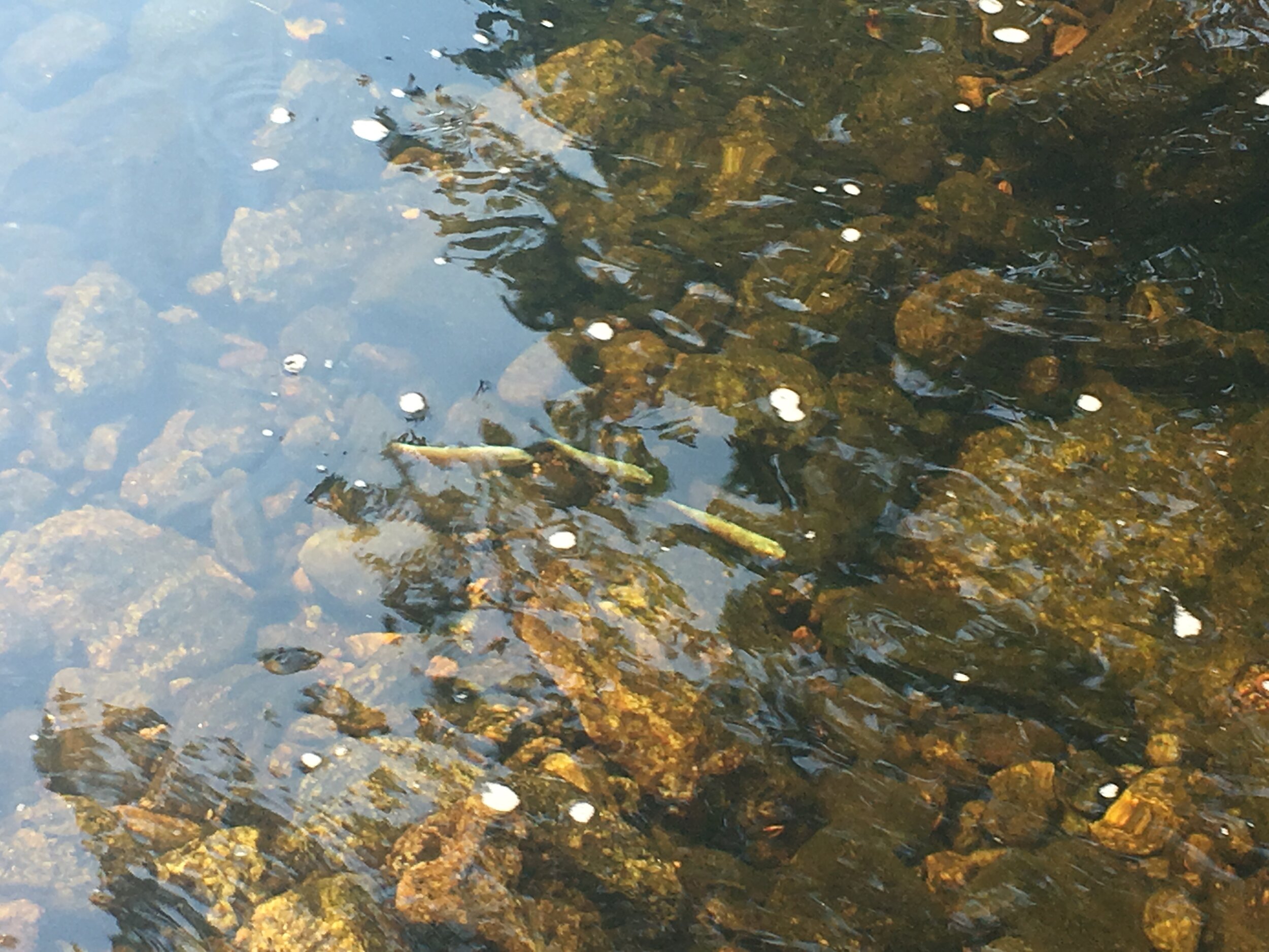 Salmon Return to the Salmon