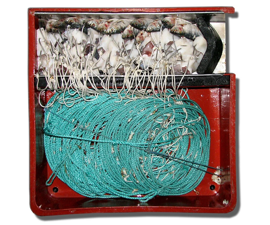 Longline hooks baited with sardina and giant Peruvian squid (Dosidicus gigas) prepared for Antarctic toothfish (Dissostichus mawsoni) fishing. Photo: Dr. Gennadiy A. Shandikov (Wikimedia Commons)
