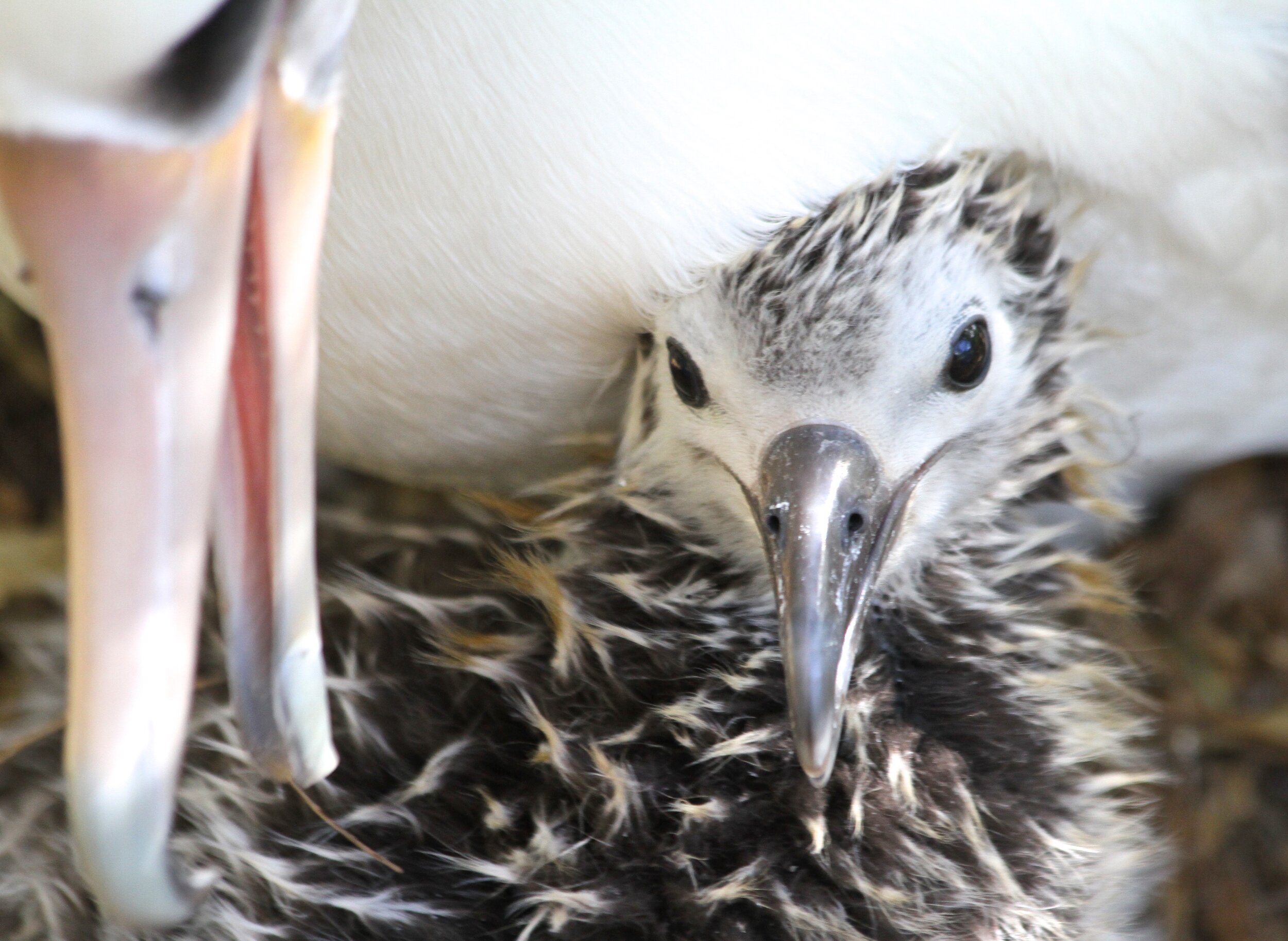 Albatross Altruism: Is it a Thing? — The Safina Center