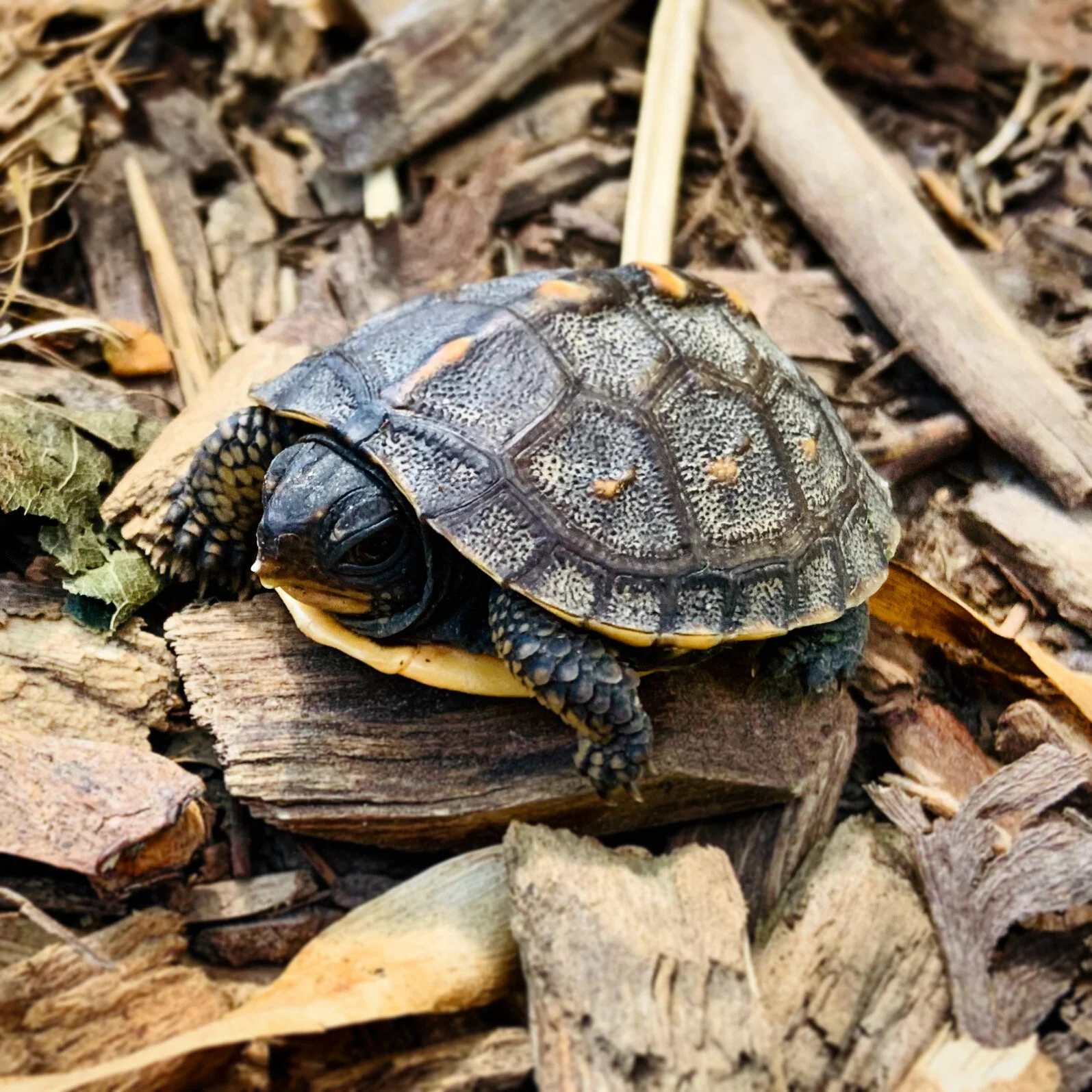 Nature: It was here the whole time