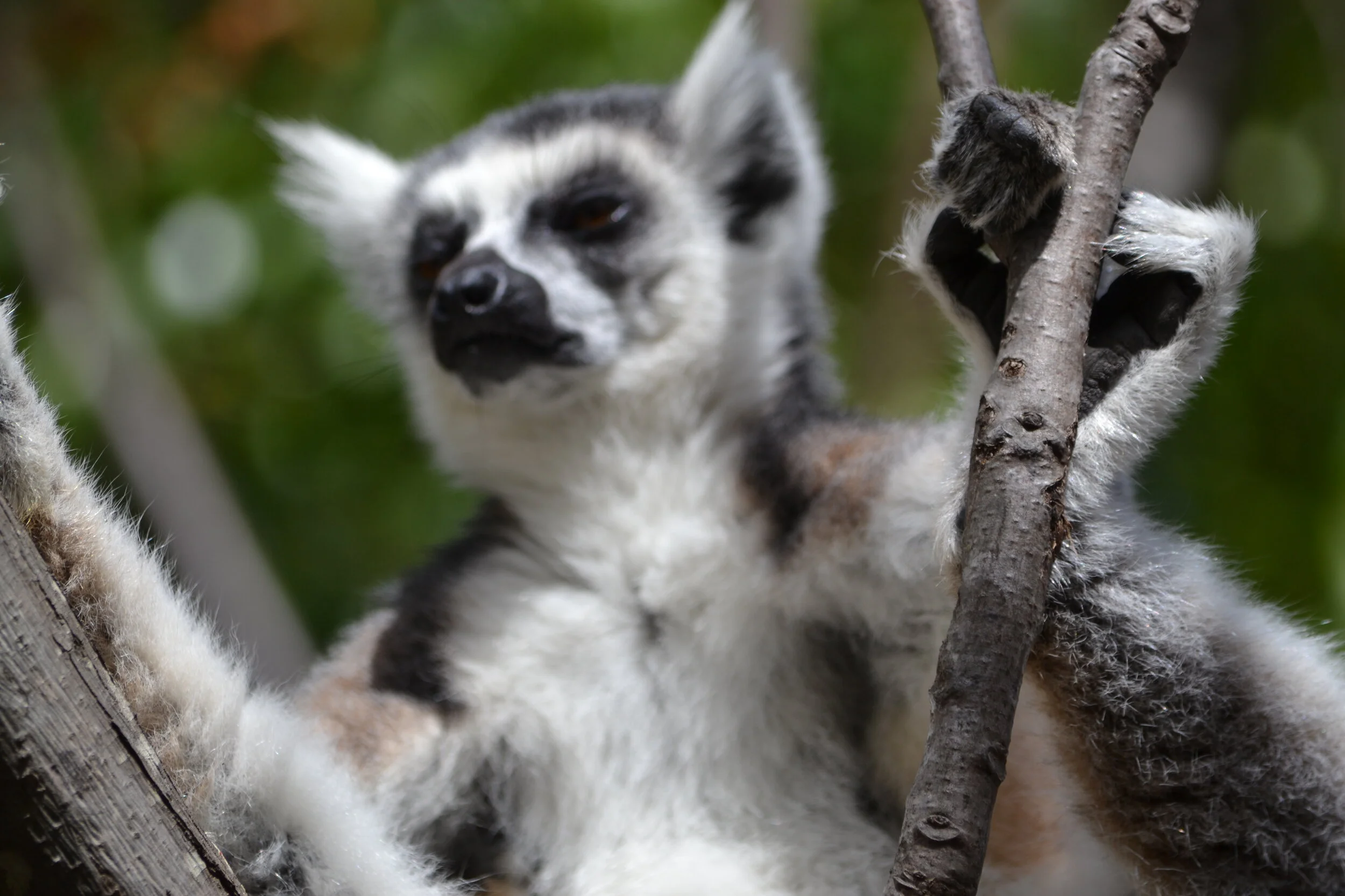 Lemurs under lockdown?