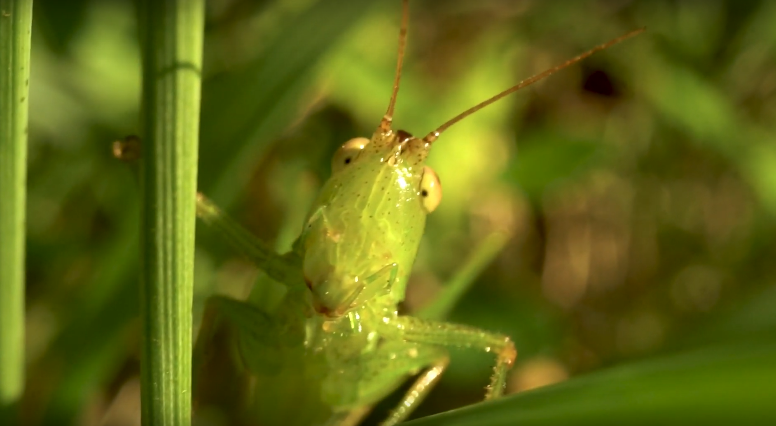 The Ancient Musicians