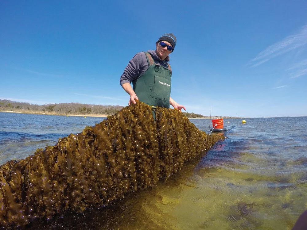 Better for people, better for the planet: Getting by with a little kelp