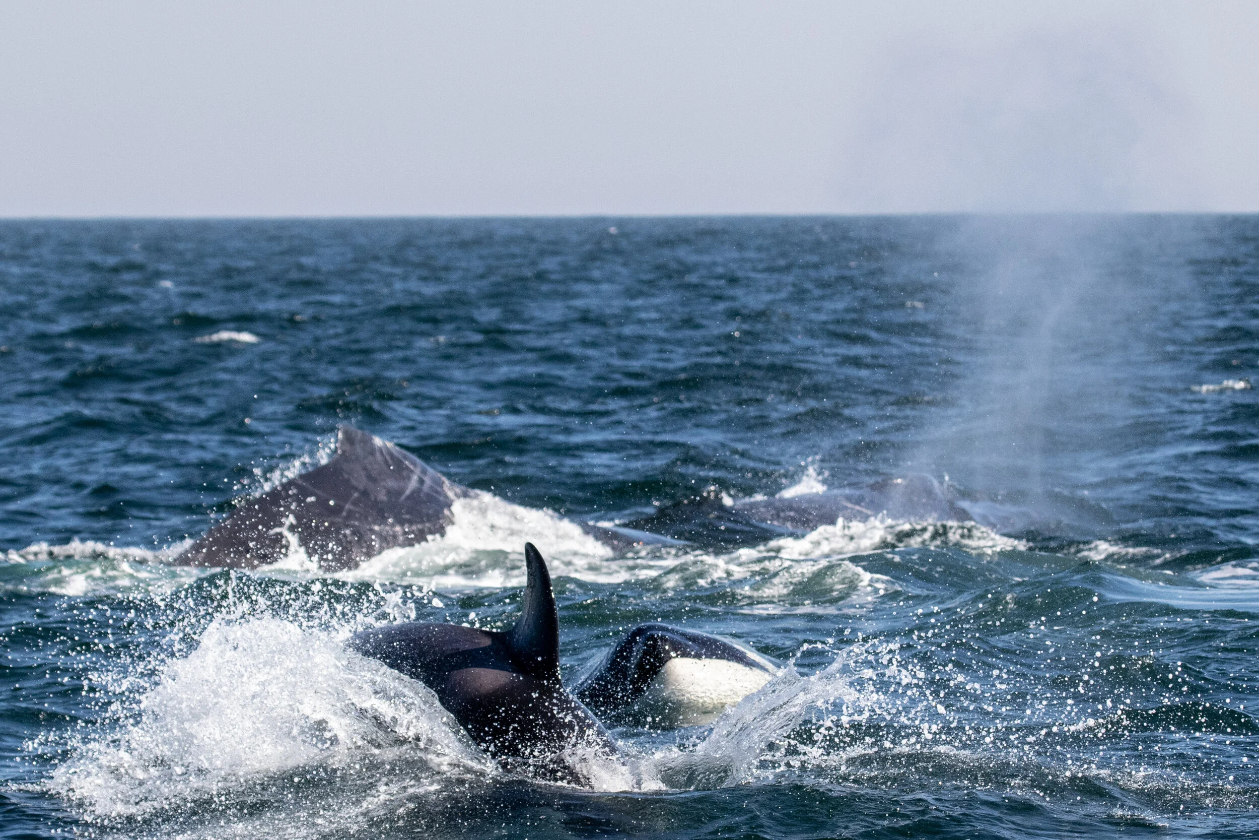 Humpback Intervenes at Crime Scene, Returns Next Day with Friend