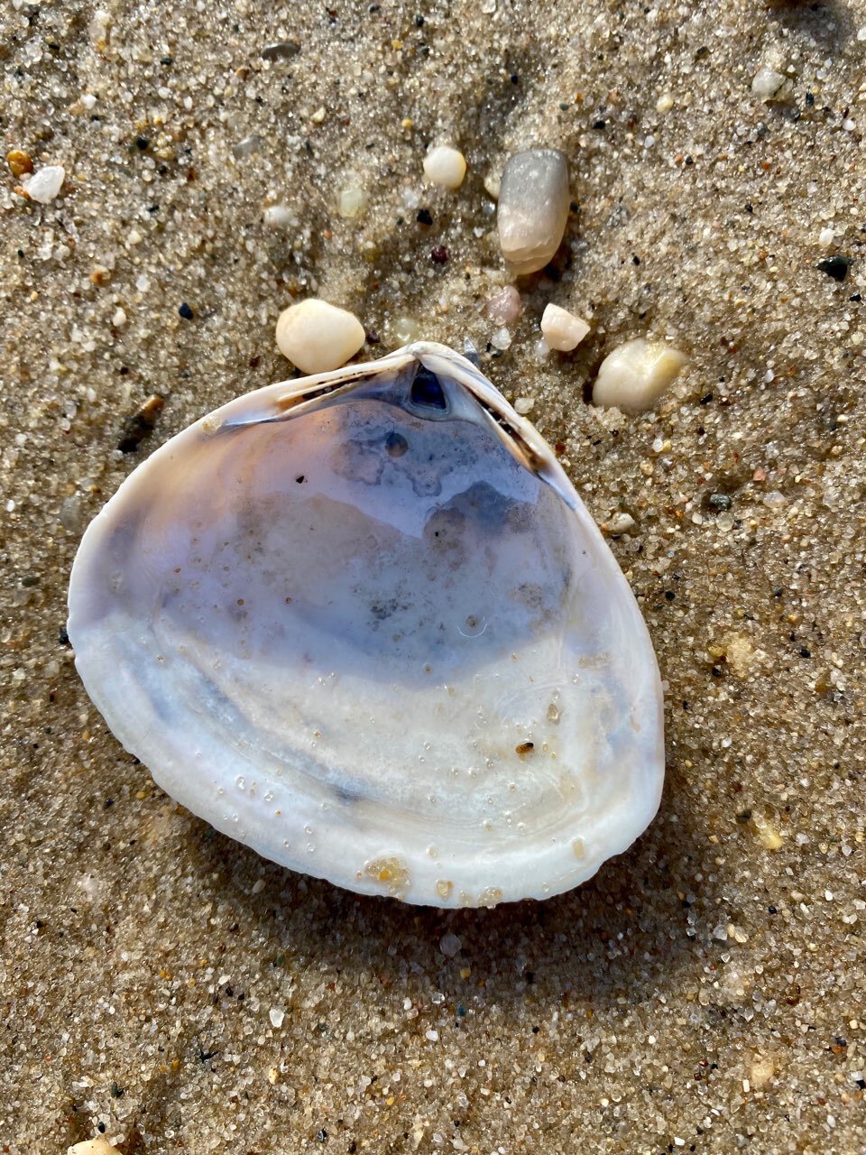 Make Nature the New Normal: The Case for Nature-Based Education