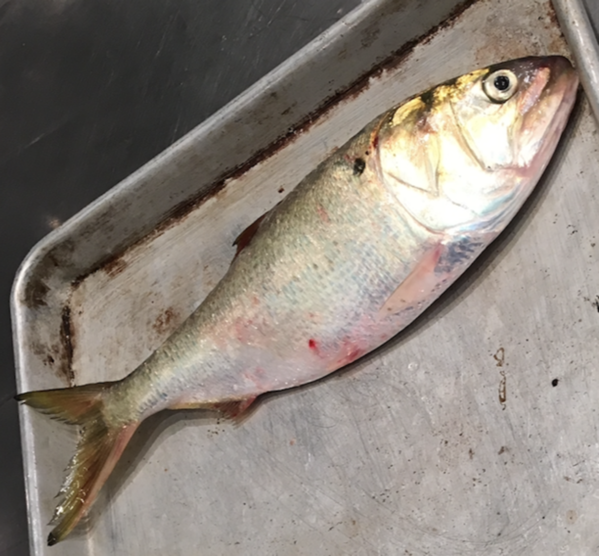 Little fish make big fish
