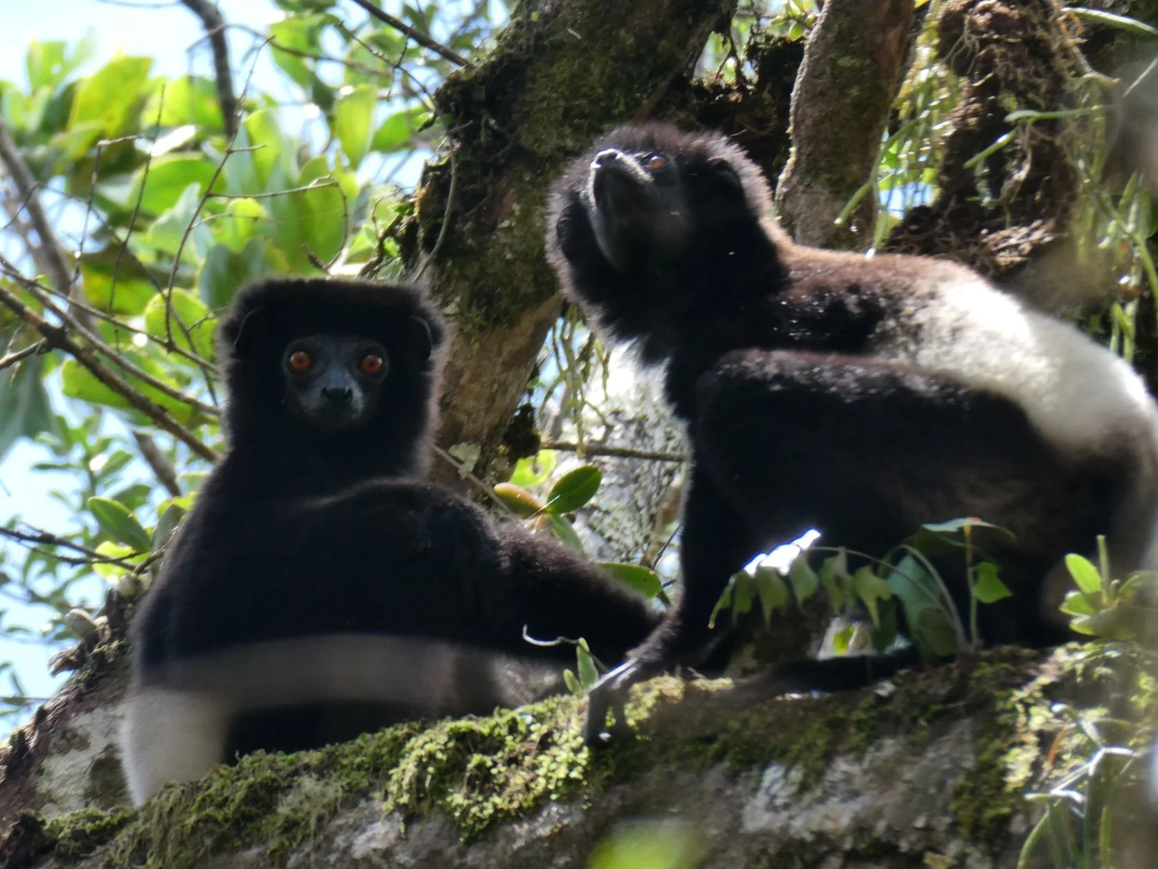 Updates From The Field 