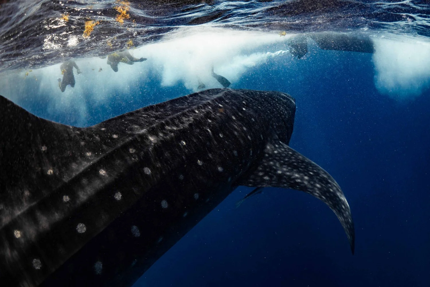 Is Ecotourism Endangering Whale Sharks?