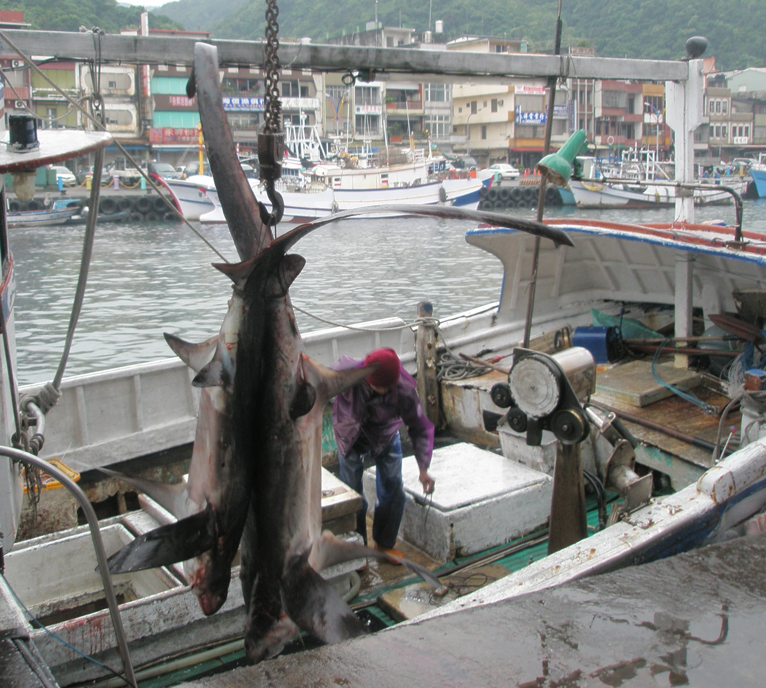 Evolutionary History Partially Explains Capture Mortality of Sharks and Rays in Tuna Fisheries