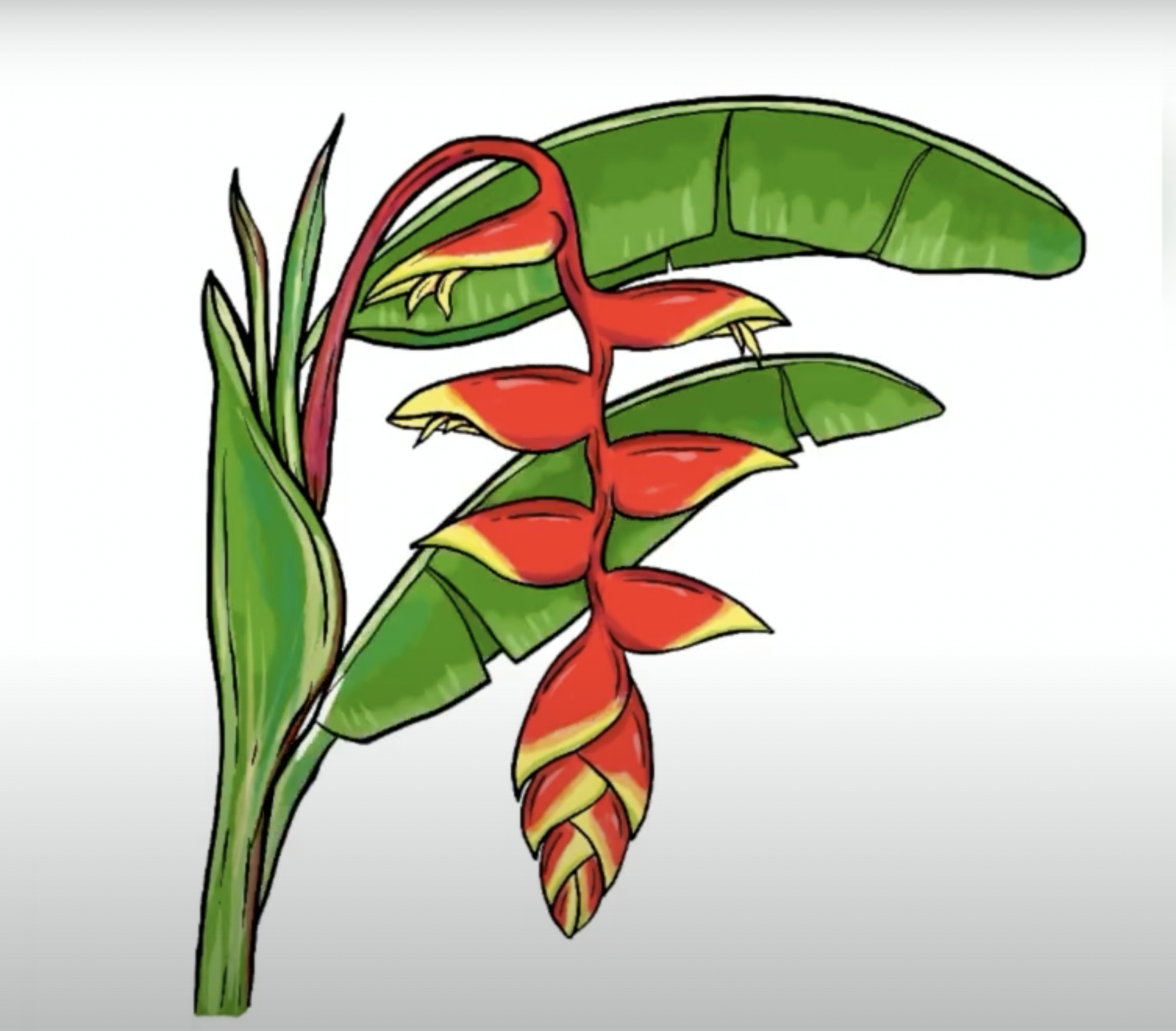 On Strange Flowers and Friendship