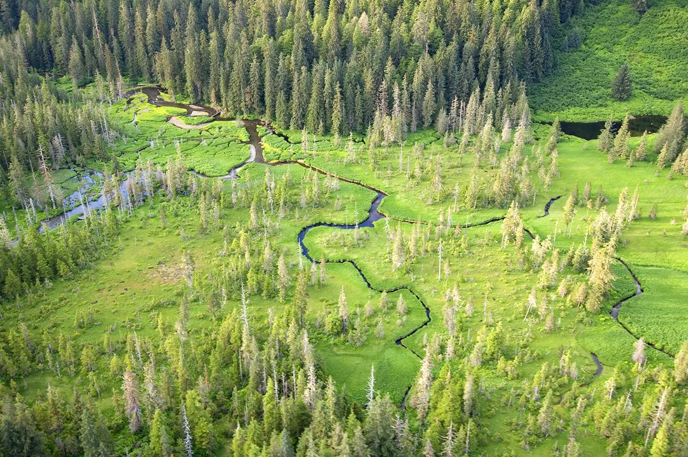 Double Victory for Alaska Salmon