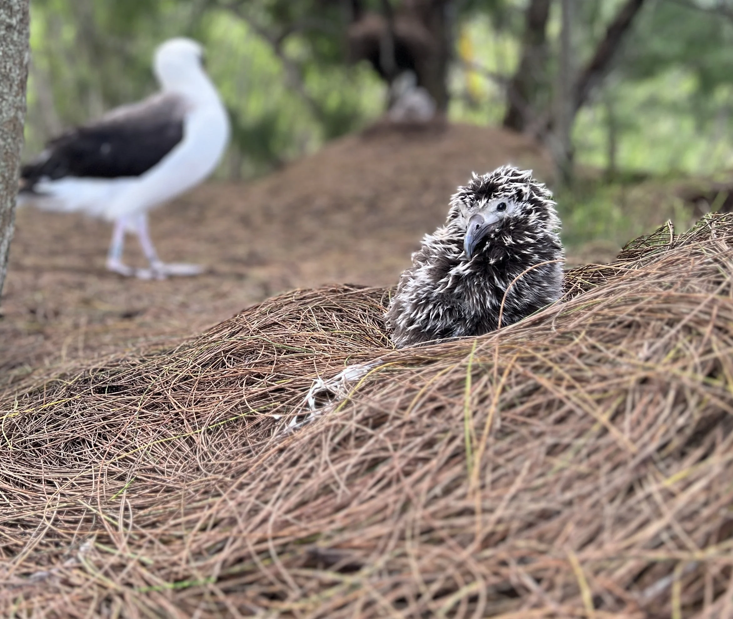 One Astonishing Albatross